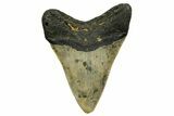 Fossil Megalodon Tooth - North Carolina #378017-2